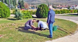 Ukrasite dvorište za jesen: Cvijeće koje se sadi krajem ljeta