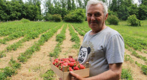 Ilija opčinjen proizvodnjom jagoda, sve proda na kućnom pragu