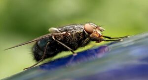 Kako se riješiti muva i osa na prirodan način