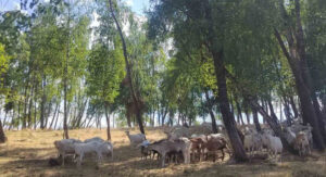 Farma koza porodice Lemić: Posao iziskuje cjelodnevnu posvećenost