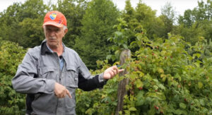 Penzioner Namik na pola dunuma proizvede maline vrijedne 5.000 evra (VIDEO)