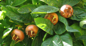 5 prednosti koje ima mušmula, zaboravljeno voće