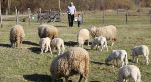 Fenomen u Mašićima kod Gradiške: Ovce ojanjile samo dvojke i trojke (FOTO)