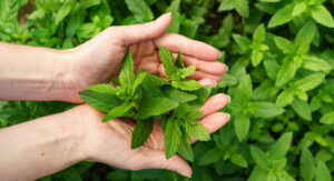 Biljka Nana: Prirodan lijek za miran stomak i bistar mozak