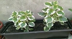 Ova biljka tjera komarce, miriše i ne traži posebnu njegu