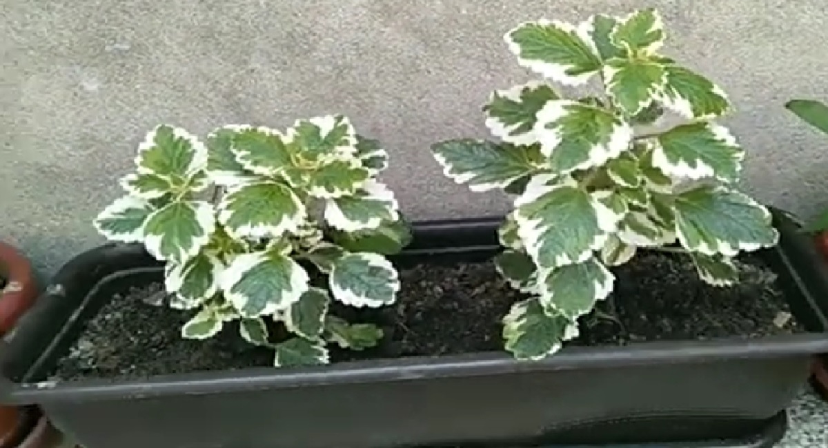 Hilandarski bosiljak, tamjanika ili Sveta Petka