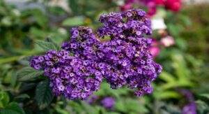 Biljka koja cvjeta mjesecima i miriše kao parfem