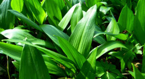 Srijemuš, biljka koja čuva vaše srce, a može se naći u prirodi