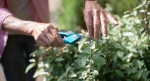 April ključan za orezivanje: Biljke će vam dati bogate cvjetove