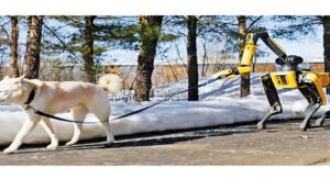 Budućnost je stigla: Robot šeta psa (VIDEO)