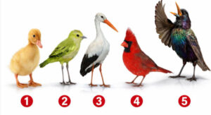 Test ličnosti: Odaberite pticu i pogledajte šta to govori o vama