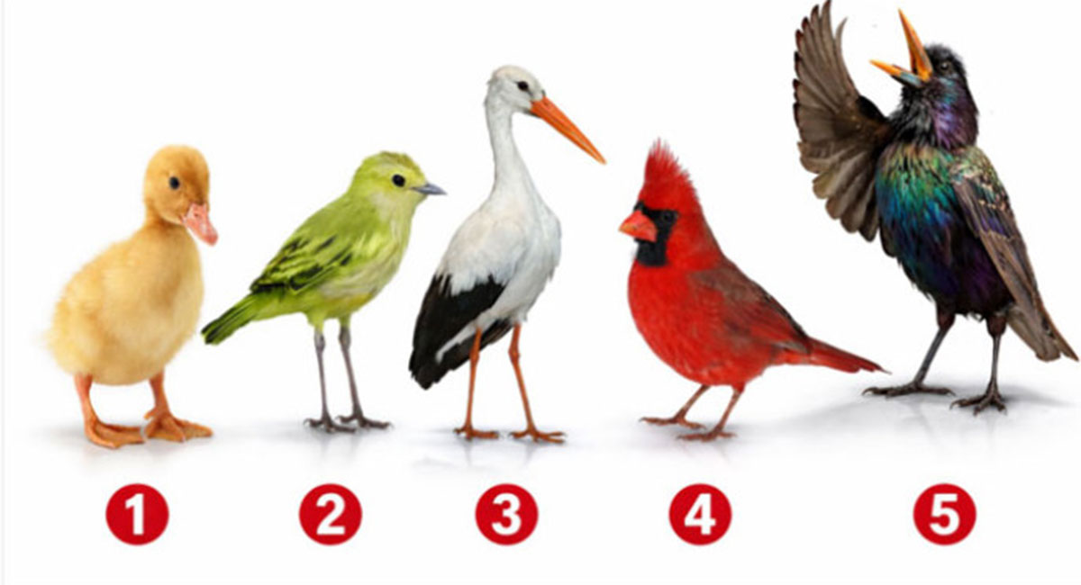 Test ličnosti: Odaberite pticu i pogledajte šta to govori o vama