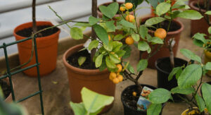 Koje voće može rasti na balkonu: Dovoljan im je i mali prostor