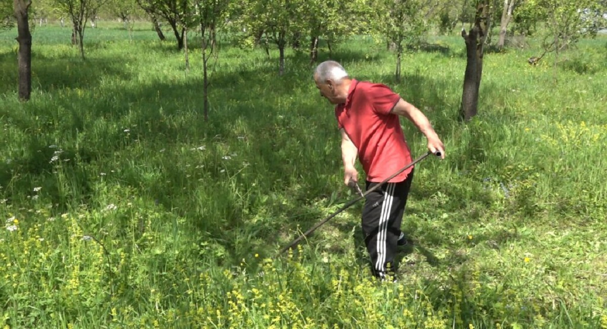 Kosi travu i u devetoj deceniji života